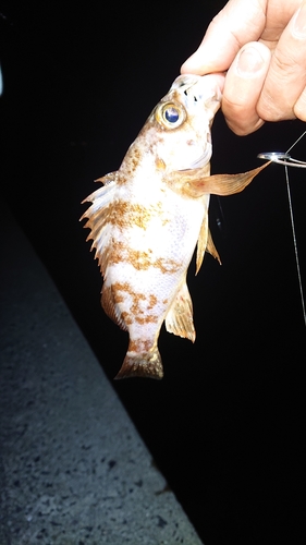 メバルの釣果