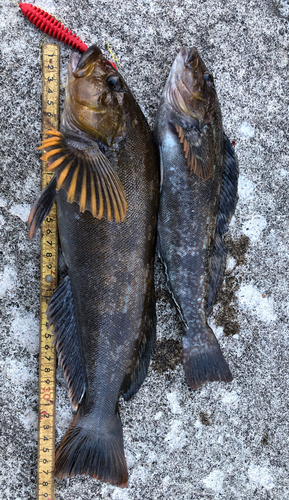 アイナメの釣果