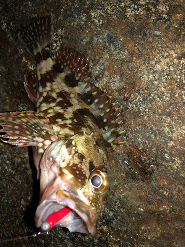 カサゴの釣果