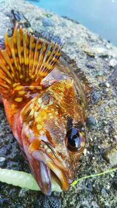 カサゴの釣果