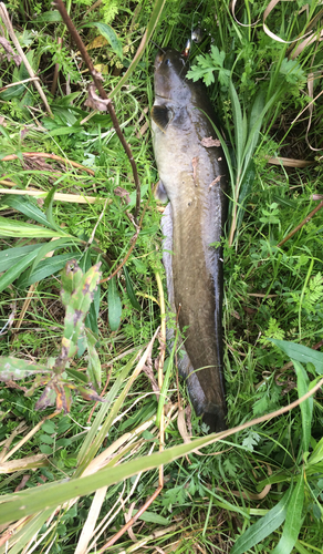 マナマズの釣果