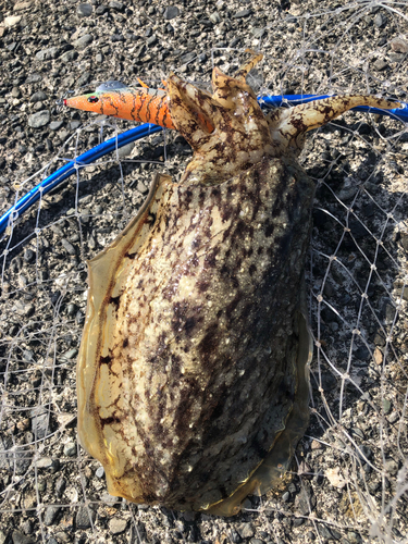 コウイカの釣果