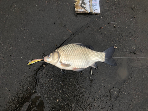 ヘラブナの釣果