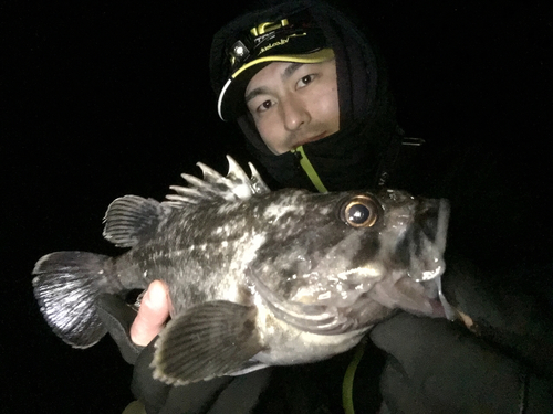 クロソイの釣果