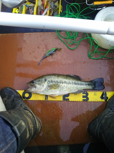 ブラックバスの釣果