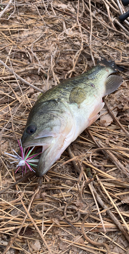 ラージマウスバスの釣果