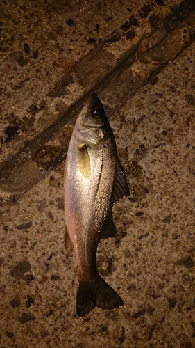 セイゴ（マルスズキ）の釣果