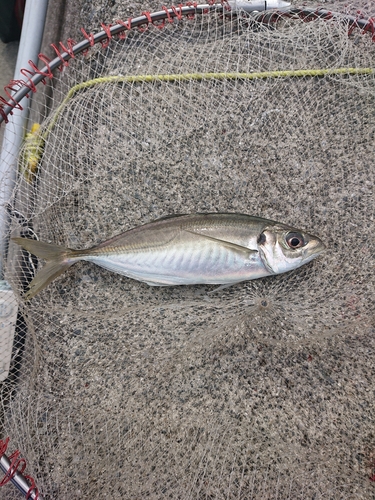 ヒラアジの釣果