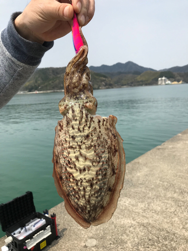 コウイカの釣果