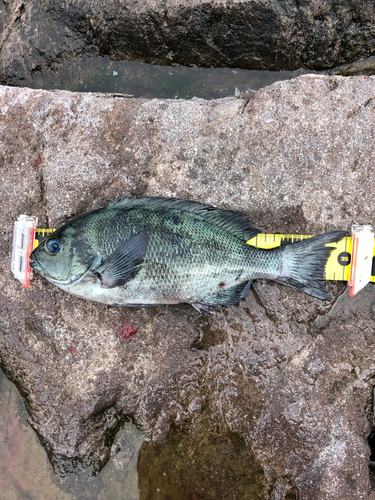 メジナの釣果