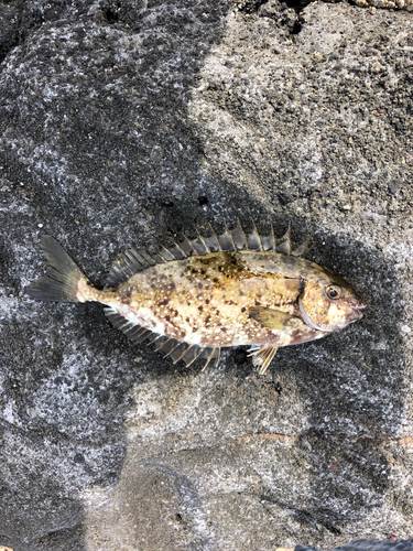 アイゴの釣果