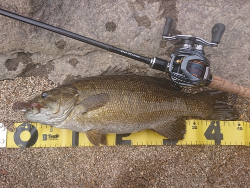 スモールマウスバスの釣果