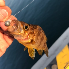 メバルの釣果