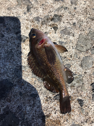 ガヤの釣果