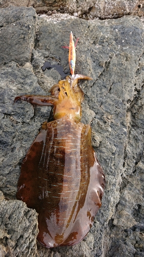 アオリイカの釣果