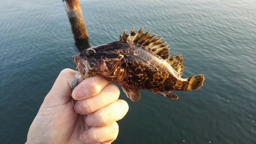 タケノコメバルの釣果