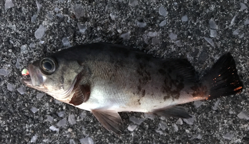 シロメバルの釣果