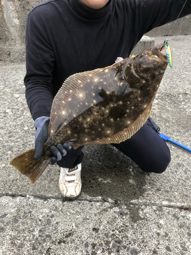 ヒラメの釣果