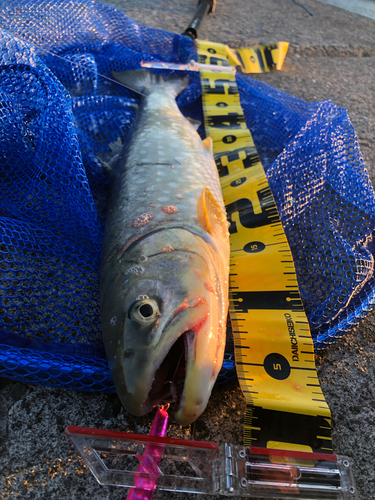 ウミアメの釣果