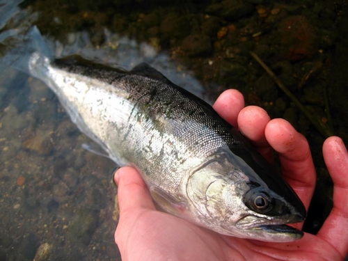 アマゴの釣果