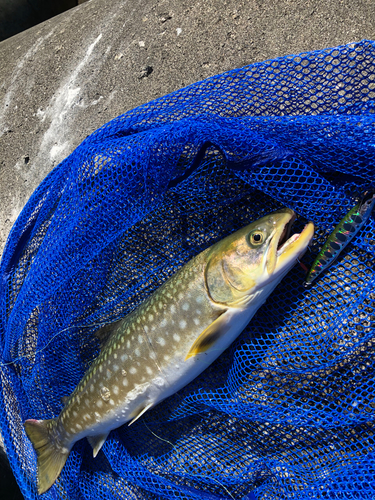 ウミアメの釣果