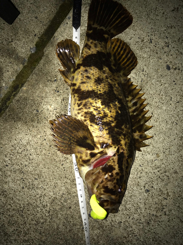 タケノコメバルの釣果