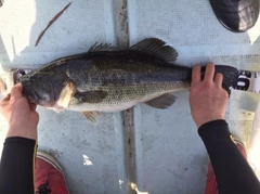 ブラックバスの釣果