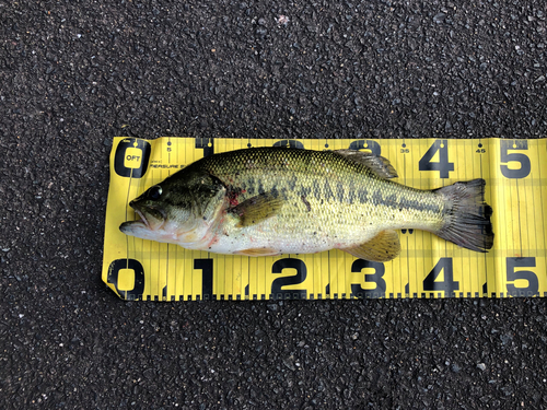 ブラックバスの釣果