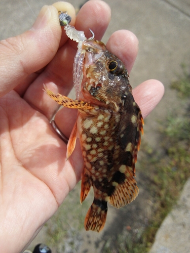 アラカブの釣果