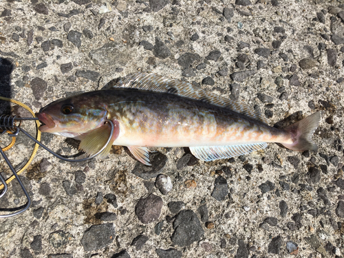 ホッケの釣果