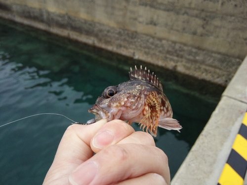 アラカブの釣果