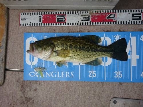 ブラックバスの釣果