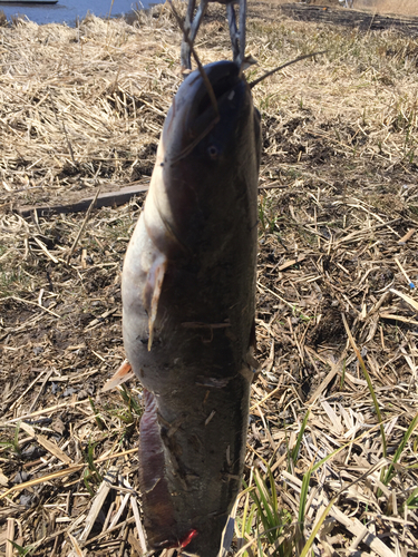 ナマズの釣果