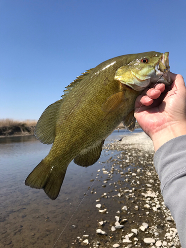 スモールマウスバスの釣果