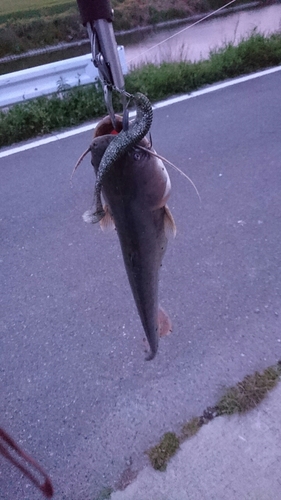 ナマズの釣果