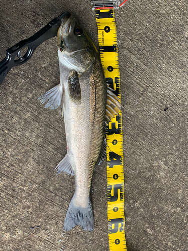 スズキの釣果