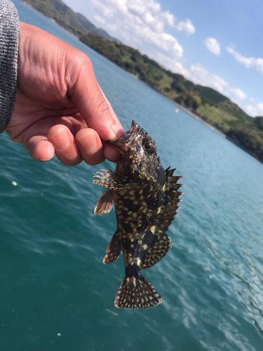 ガシラの釣果