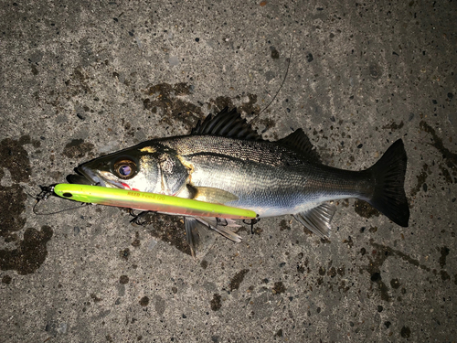 セイゴ（マルスズキ）の釣果