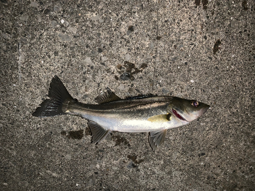 セイゴ（マルスズキ）の釣果