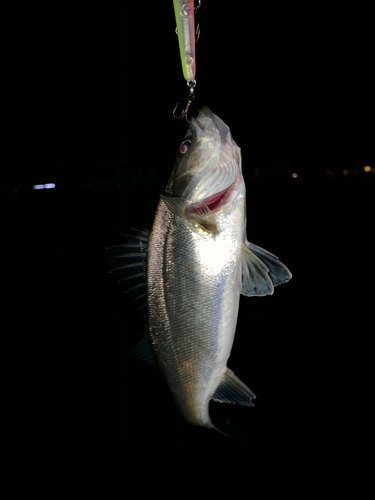 セイゴ（マルスズキ）の釣果