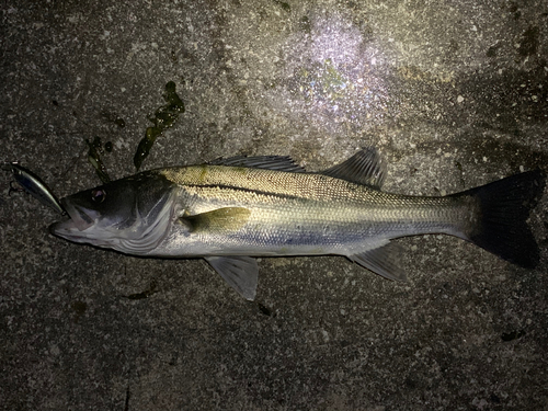 シーバスの釣果