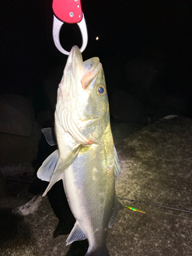 スズキの釣果