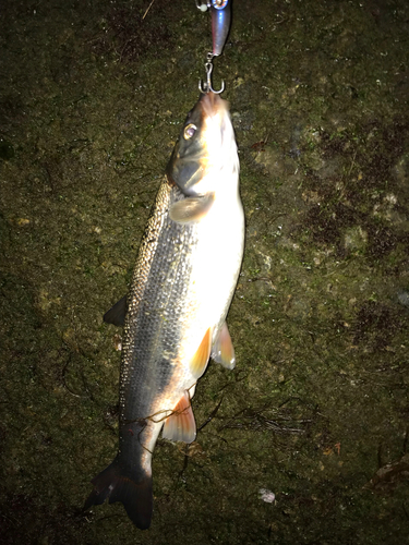 ウグイの釣果