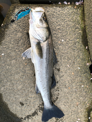 スズキの釣果