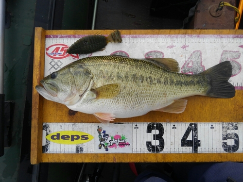 ブラックバスの釣果