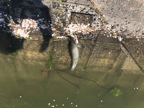 ニホンナマズの釣果