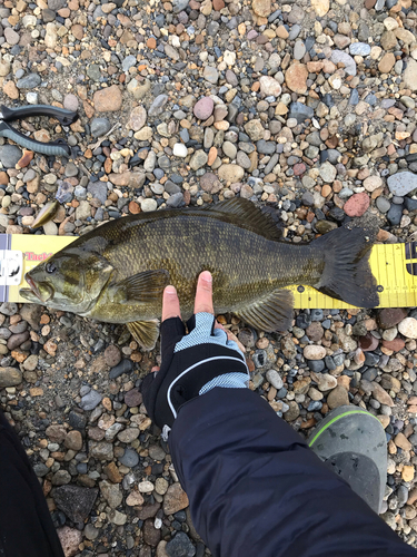 スモールマウスバスの釣果