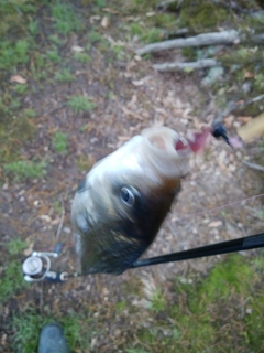 ヘラブナの釣果