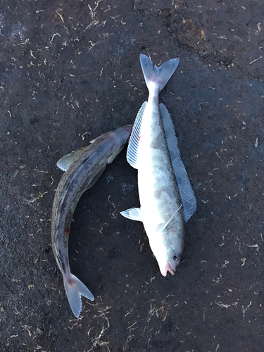 ホッケの釣果