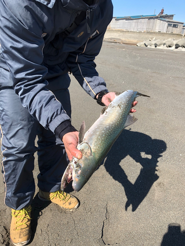 アメマスの釣果